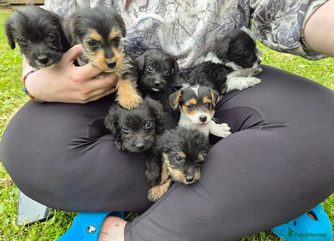 Jackapoo dogs for sale: Jackapoo puppies - Advert 1