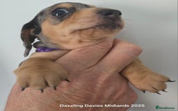 Miniature Dachshund dogs for sale: KC Registered shorthaired minature Daschunds pups - Image 4