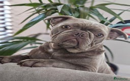 French Bulldog dogs for sale: Full Isabella loving French bulldog - Image 1