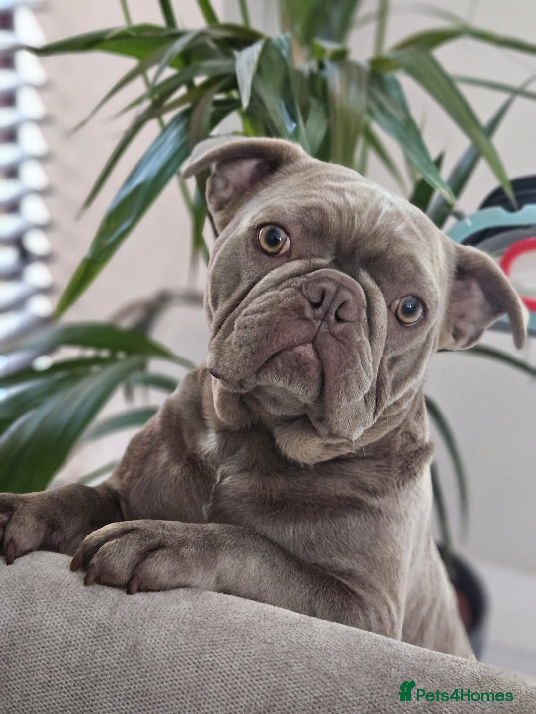 French Bulldog dogs for sale: Full Isabella loving French bulldog - Image 1