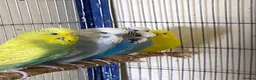 Budgerigars birds for sale: 5 Budgies for sale  - Advert 7