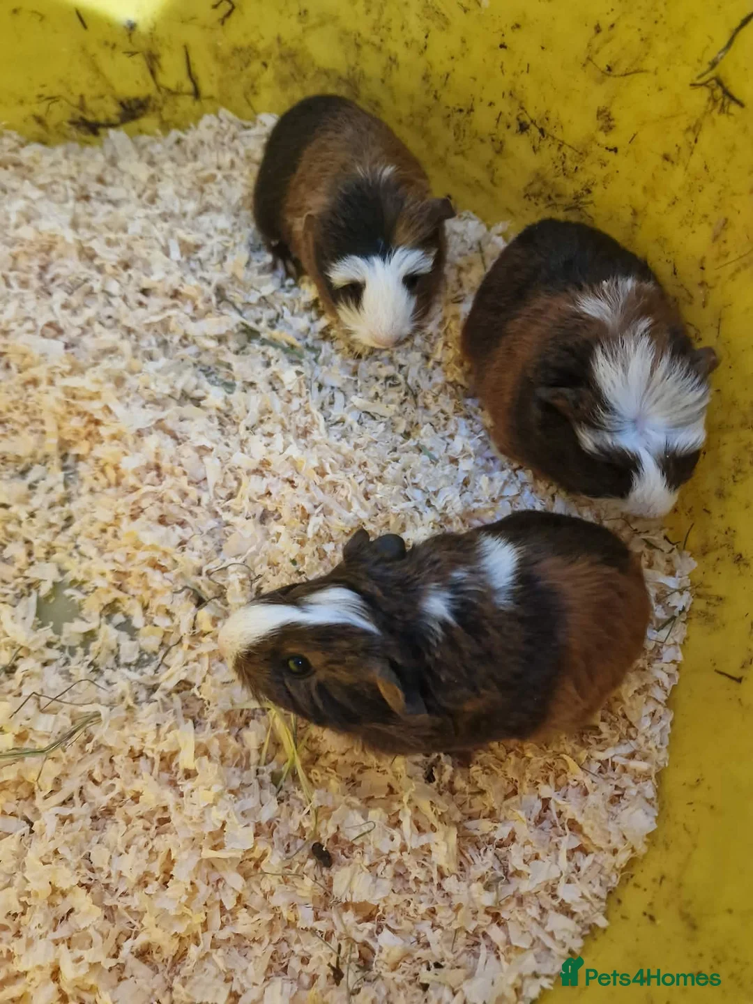 Mixed Breed rodents for sale: Baby boy and girls guinea pigs ready soon - Advert 2