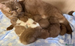 Scottish Fold cats for sale: Tica Registered Chunky Cinnamon Bi Colour Boy - Image 9
