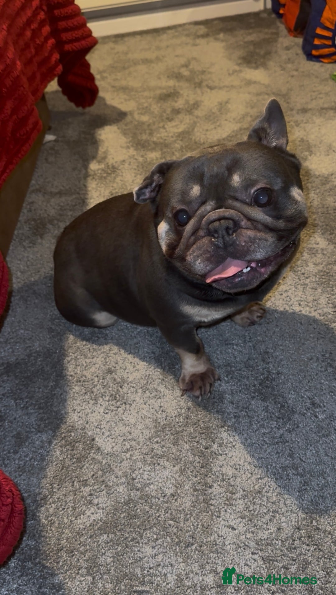 French Bulldog dogs for sale: Pure Pedigree Grey and Tan French bulldog  - Advert 3