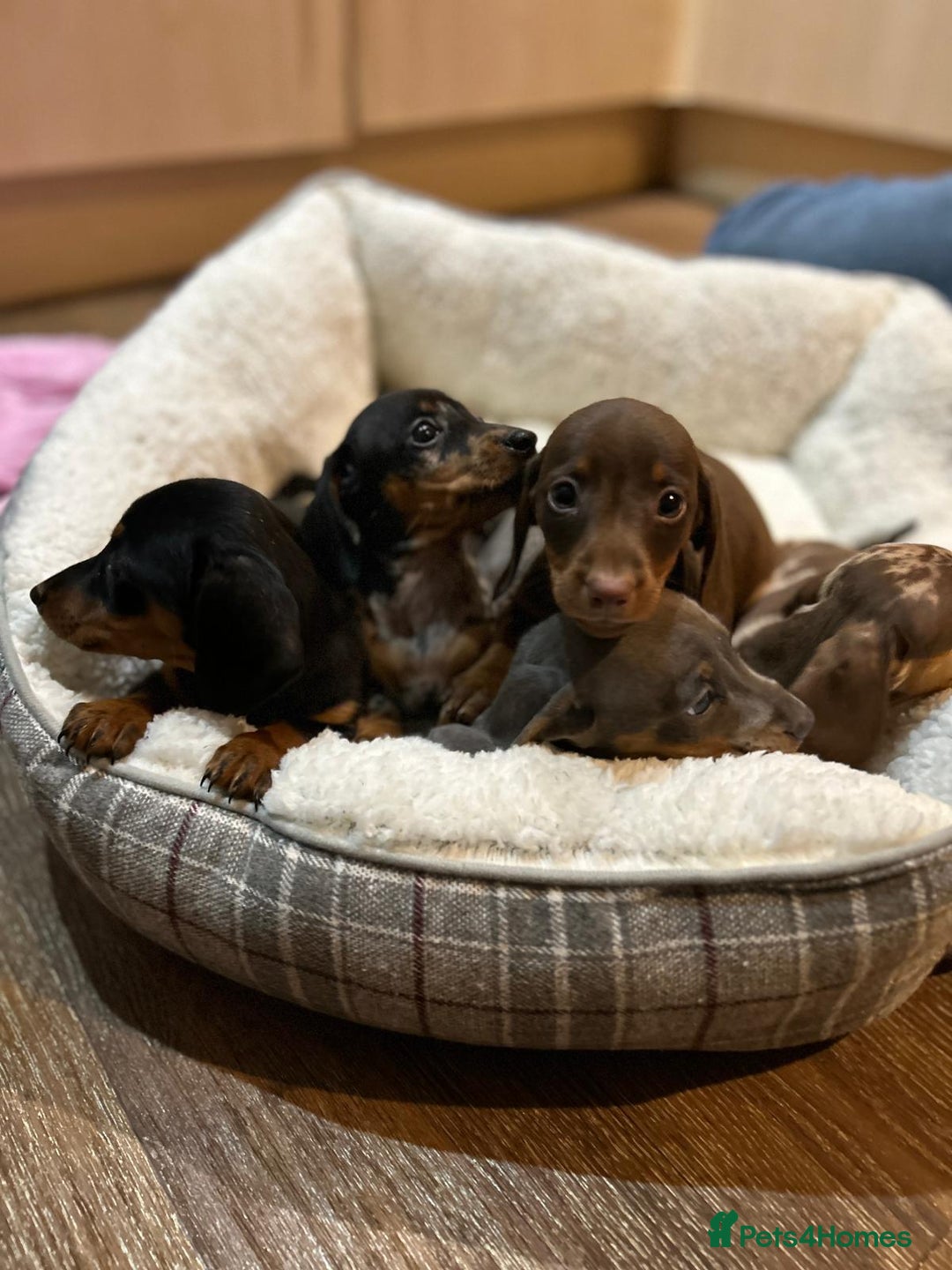 Miniature Dachshund dogs for sale: Stunning rainbow litter mini dachshunds - Advert 4