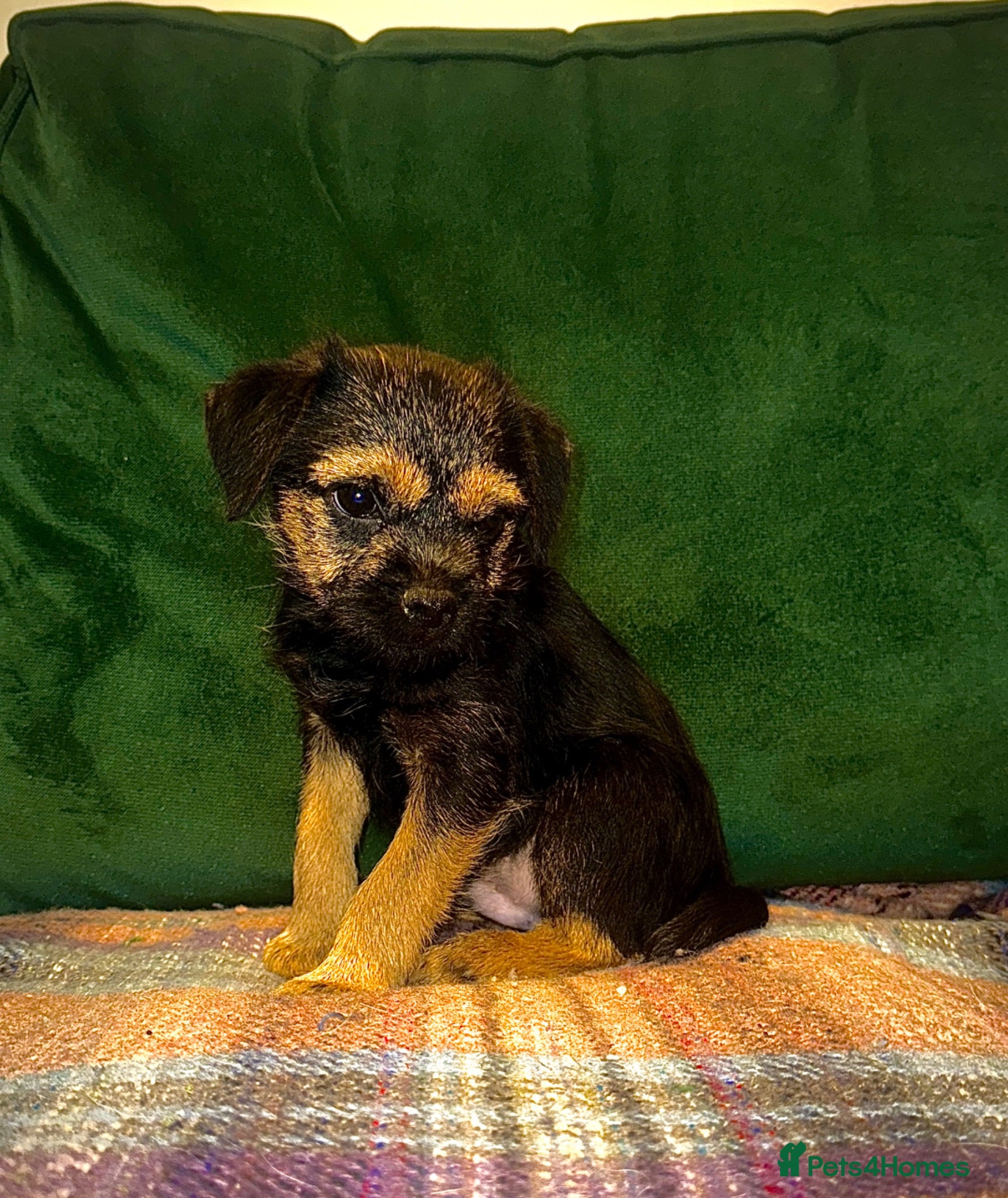 Border Terrier dogs 1 kc registered male Border terrier left - Advert 1