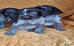 German Wirehaired Pointer dogs for sale: Quality German wirehaired pointer pups. - Image 9
