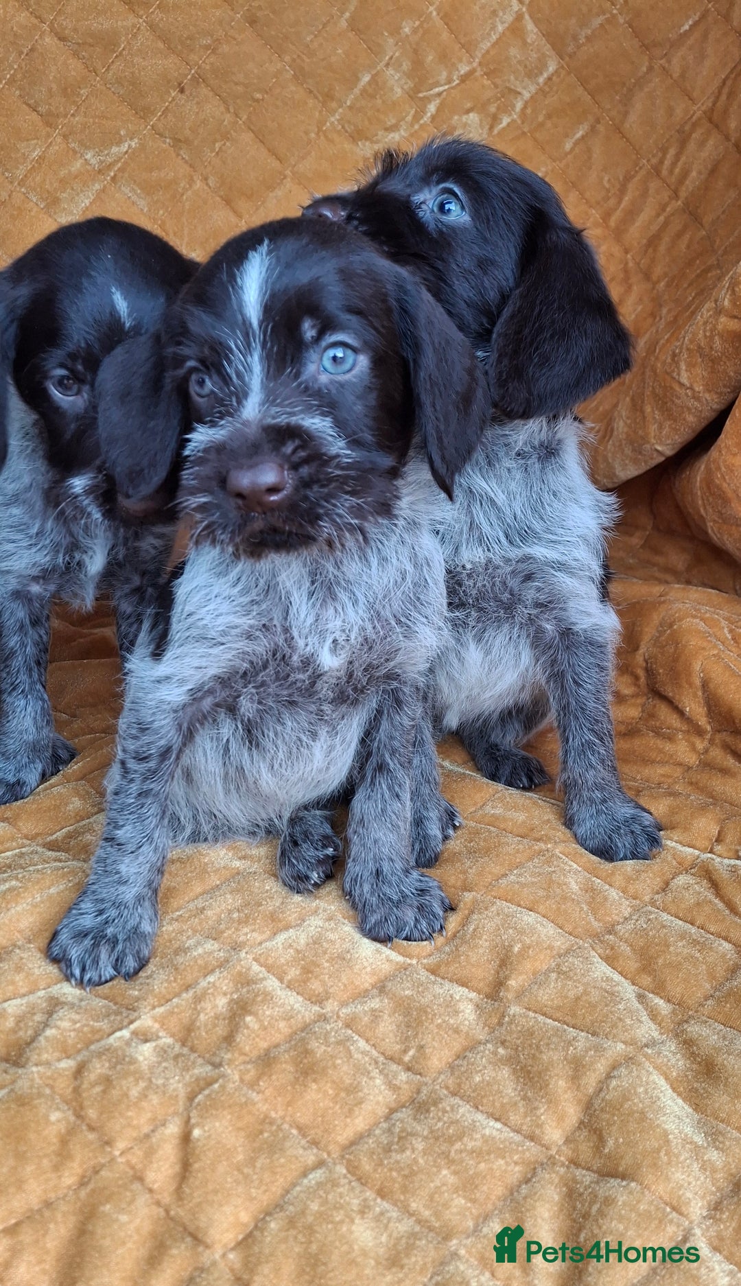 German Wirehaired Pointer dogs for sale: Quality German wirehaired pointer pups. - Image 9