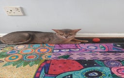 Abyssinian cats for sale: Blue Abyssinian male kittens - Image 9