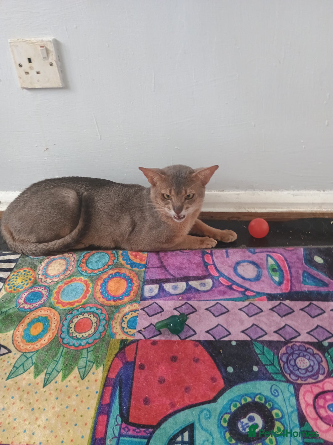 Abyssinian cats for sale: Blue Abyssinian male kittens - Image 9