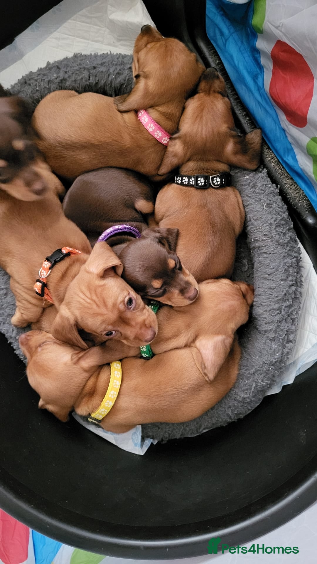 Dachshund dogs Smooth Haired Dachshund puppies - Advert 1