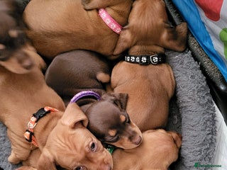 Dachshund dogs Smooth Haired Dachshund puppies - Advert 3