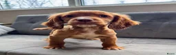 Cocker Spaniel dogs for sale: Advanced trained cocker spaniel  - Advert 2