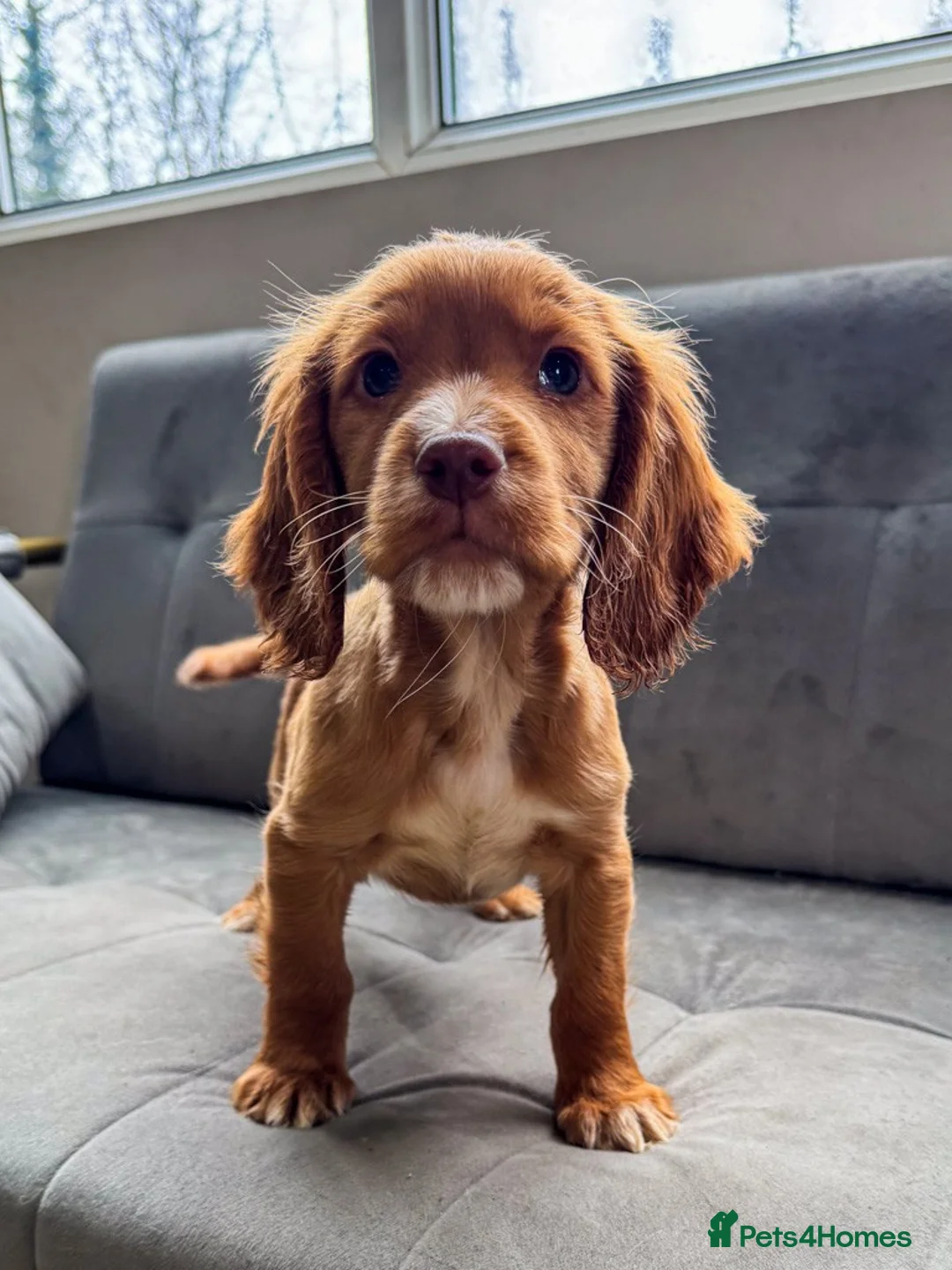 Cocker Spaniel dogs for sale: Advanced trained cocker spaniel  - Advert 2
