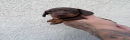 Miniature Dachshund dogs for sale: Stunning Miniature Dachshund pups  - Advert 7