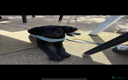 Springador dogs for sale: Beautiful male Labrador pup  - Image 4