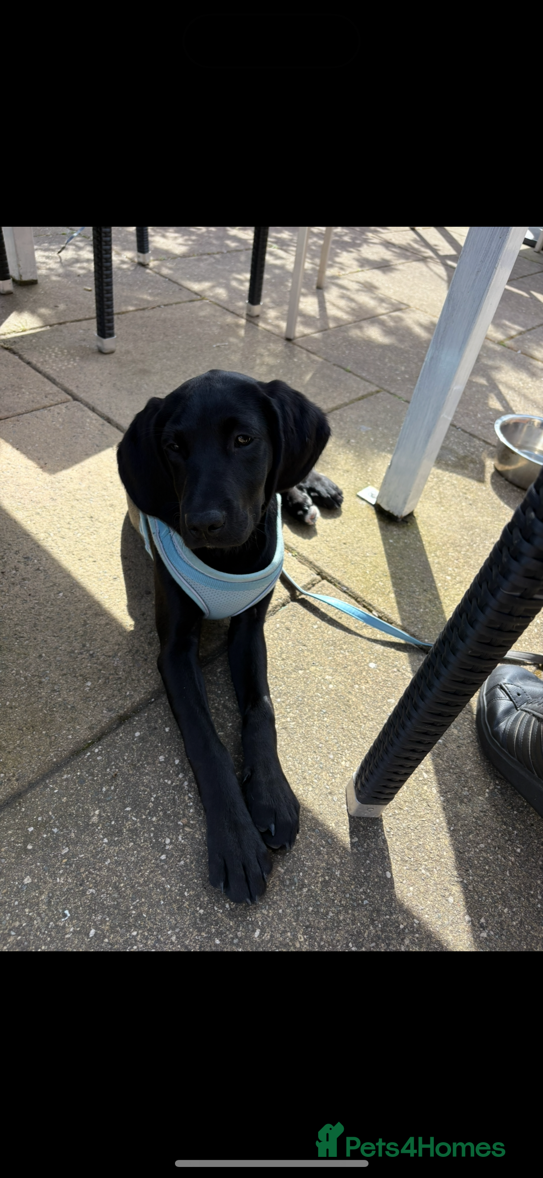 Springador dogs for sale: Beautiful male Labrador pup  - Image 4