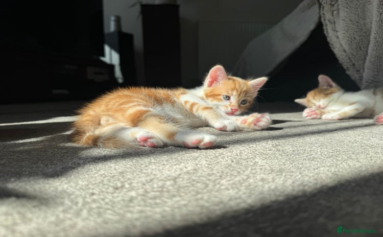 Domestic Shorthair cats - Advert 9