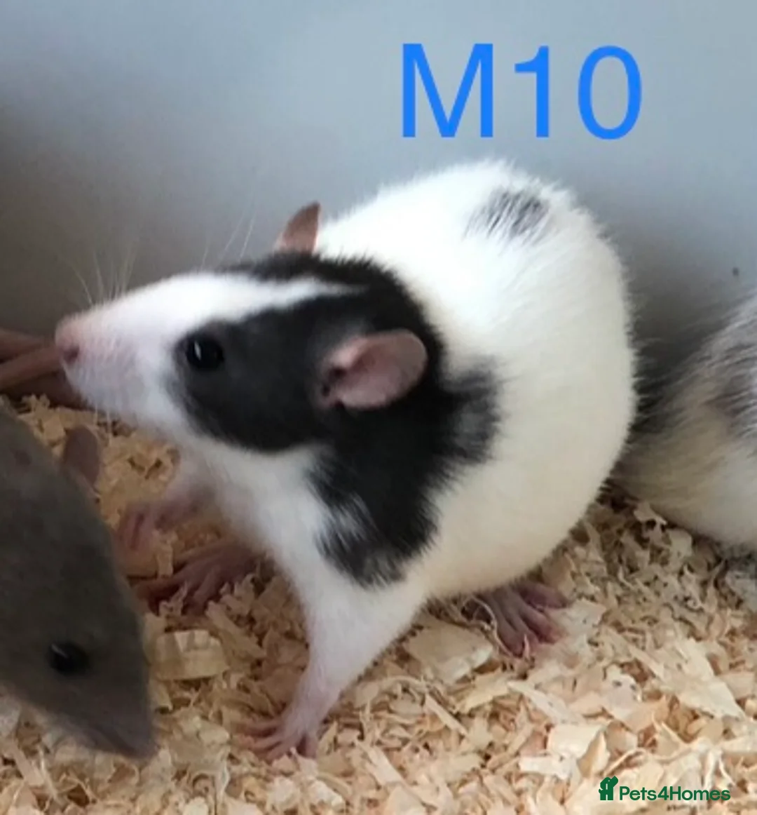 Rat rodents for sale: Beautiful tame fancy rats - Advert 18