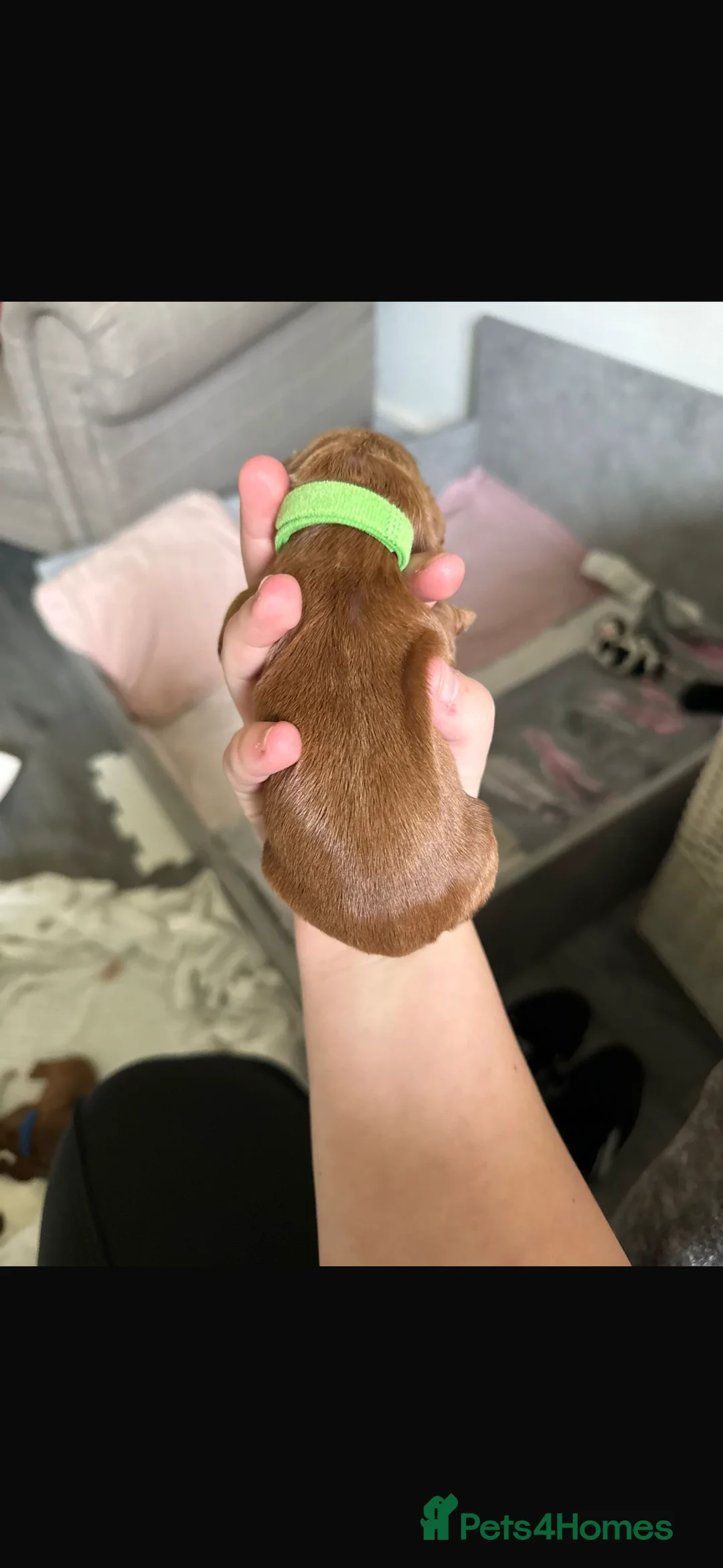 Mixed Breed dogs for sale: Beautiful cocker spaniel & Cavapoo puppies  in Bingley - Advert 3