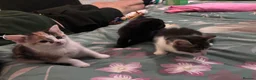 Mixed Breed cats for sale: Beautiful, loving kittens - Advert 5