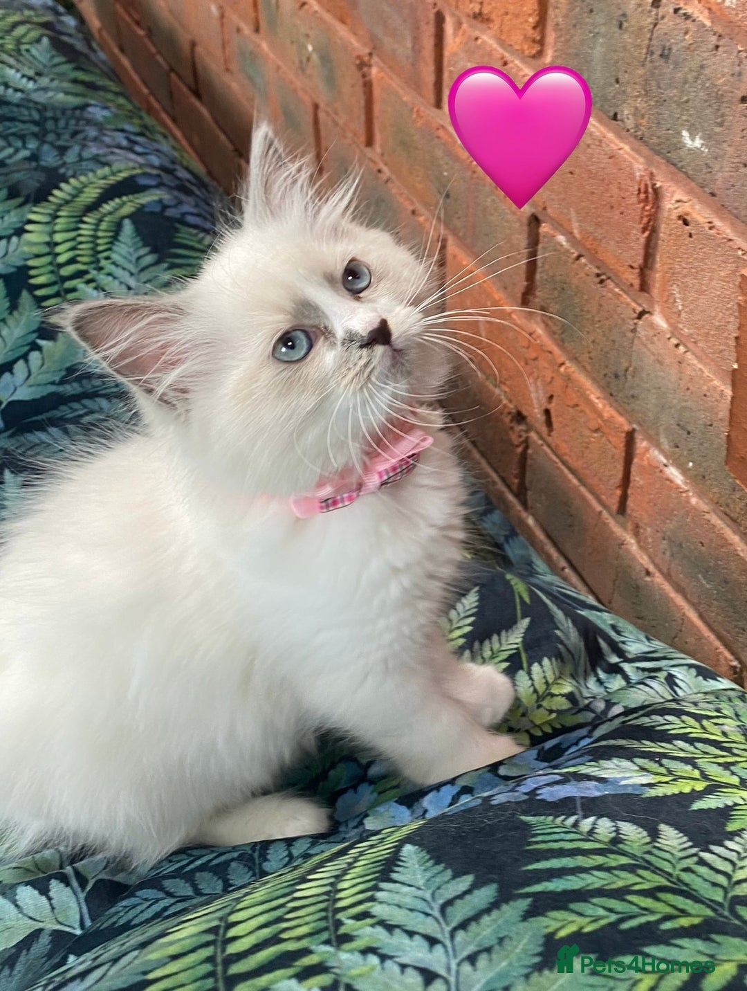 Ragdoll cats for sale: Ragdoll kittens one girl available  - Image 17