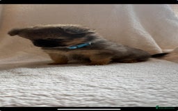 Pomchi dogs for sale: Beautiful fluffy pomchi puppies  - Image 15