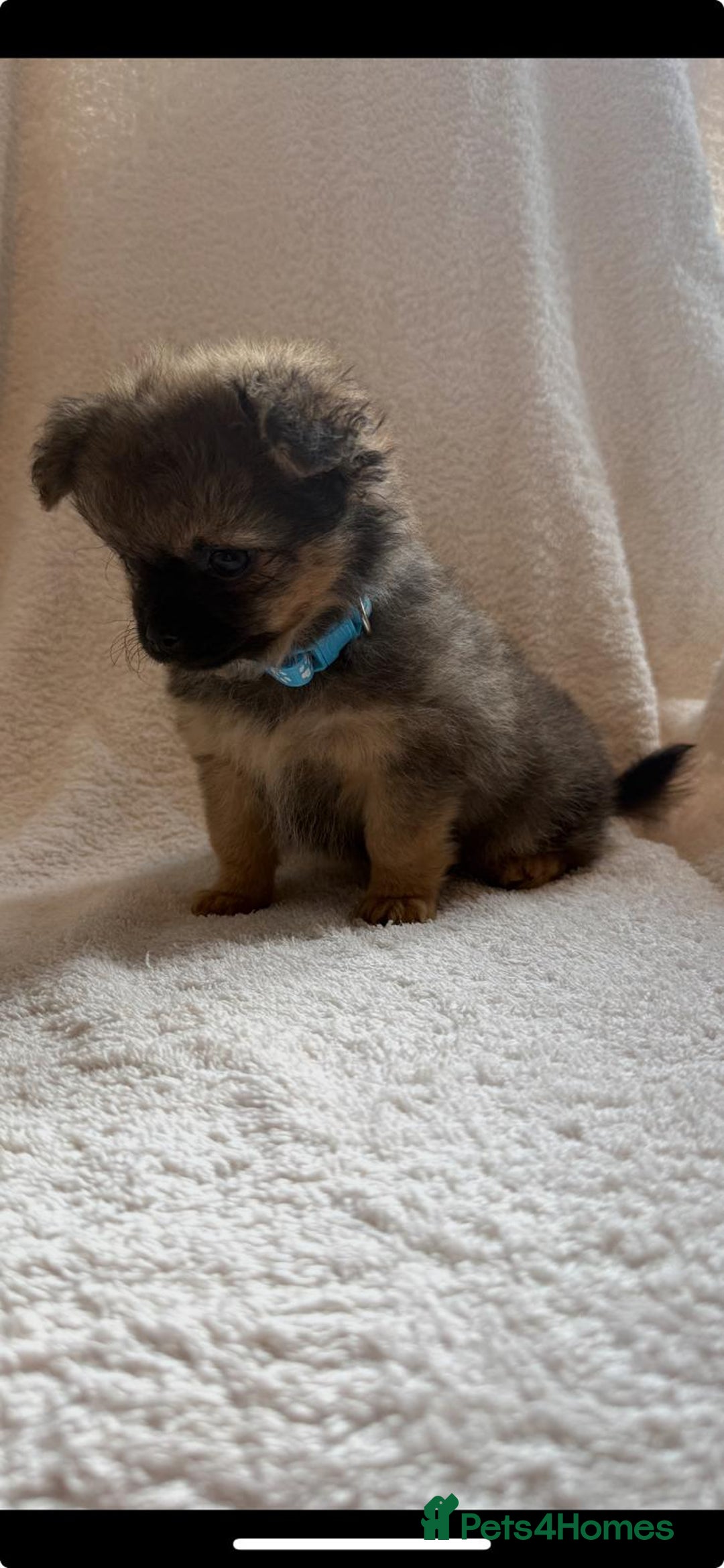 Pomchi dogs for sale: Beautiful fluffy pomchi puppies  - Image 15