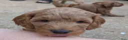 Mixed Breed dogs for sale: Cockerpoo X Miniature Australian Labradoodle  in Kettering - Advert 20