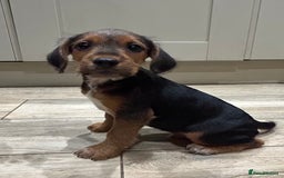 Mixed Breed dogs for sale: Beautiful Cocker cross Jack Russell puppies  - Advert 4