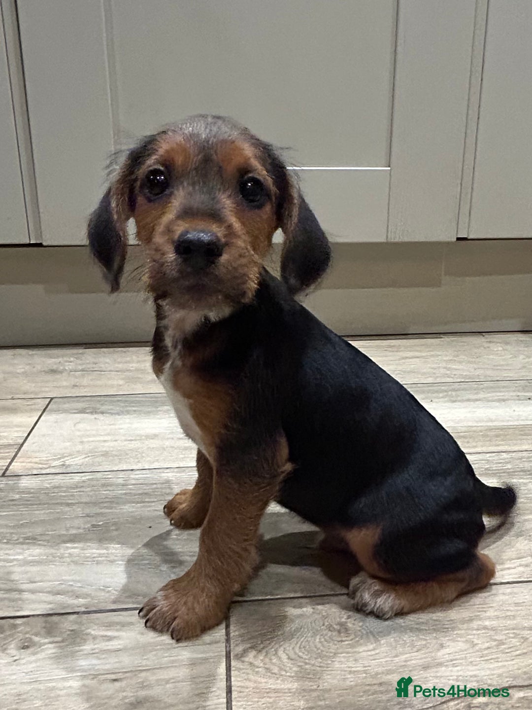 Mixed Breed dogs for sale: Beautiful Cocker cross Jack Russell puppies  - Advert 4