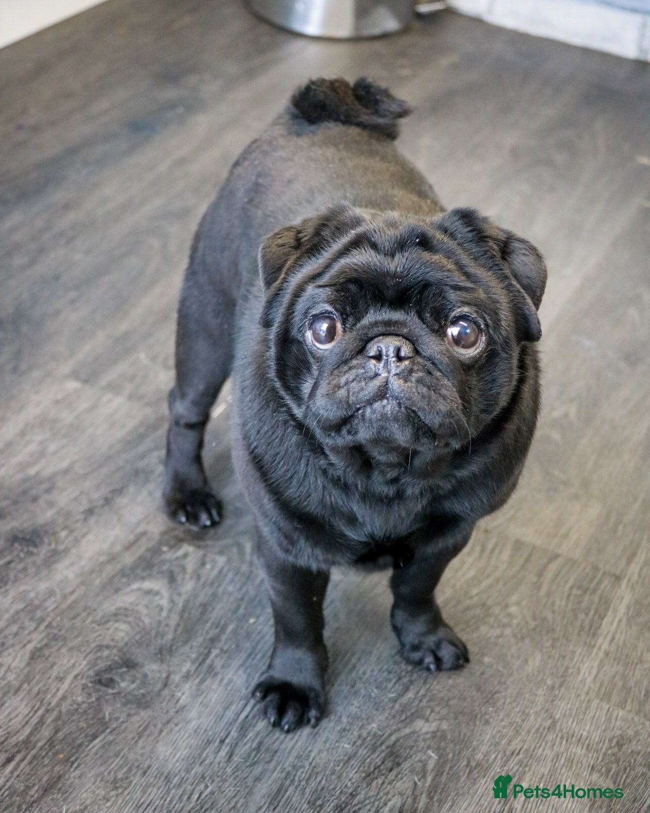 Pug dogs JUNIOR RUSSIAN CHAMPION STUD - Advert 2