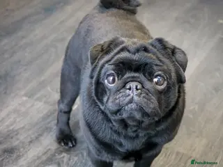 Pug dogs JUNIOR RUSSIAN CHAMPION STUD - Advert 2