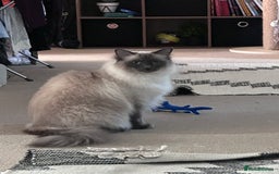 Ragdoll cats for sale: Gorgeous Ragdoll girls - Image 8