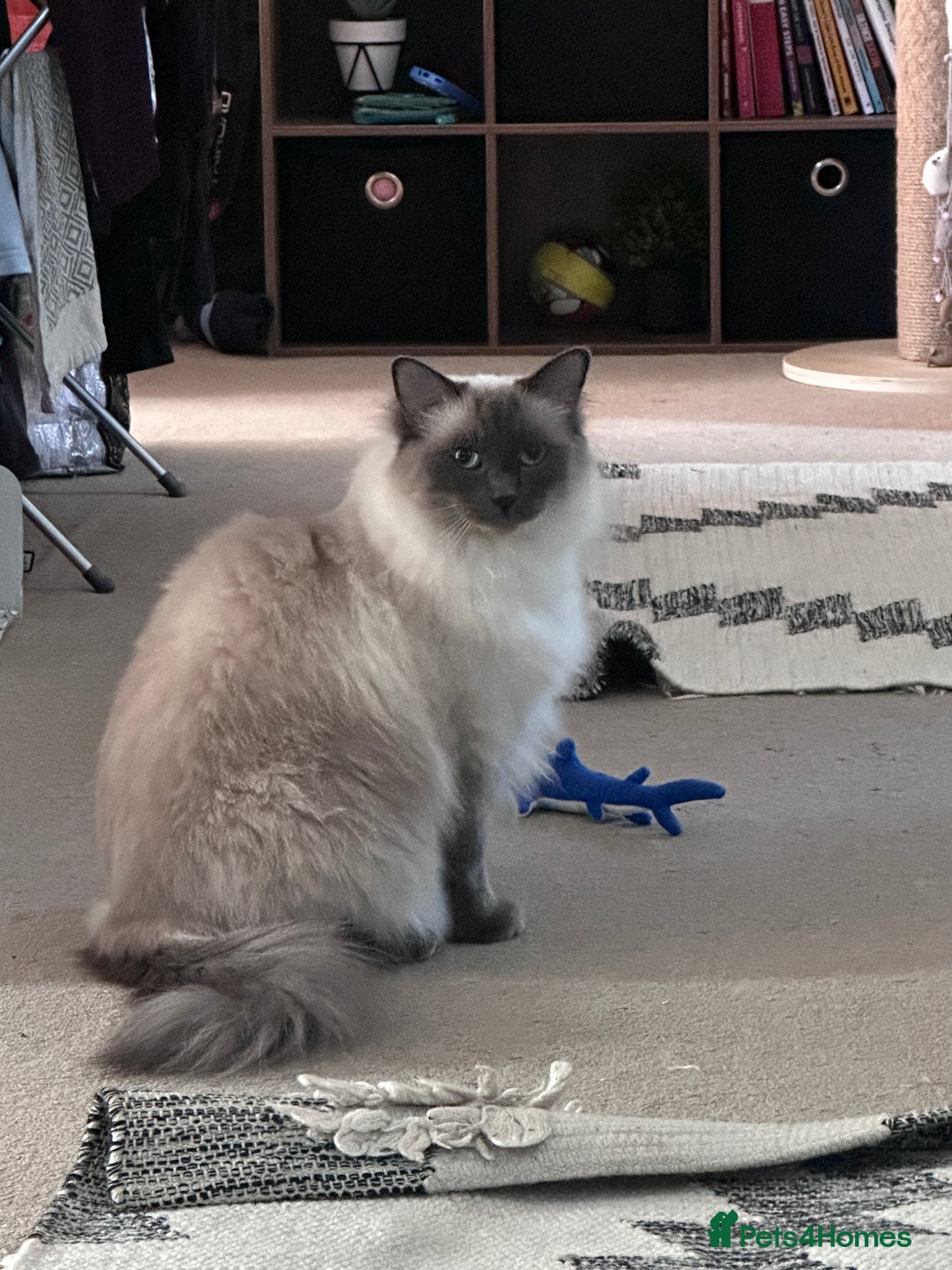Ragdoll cats for sale: Gorgeous Ragdoll girls - Image 8