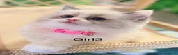 Ragdoll cats for sale: Stunning  European bloodline Ragdoll kittens  - Advert 13
