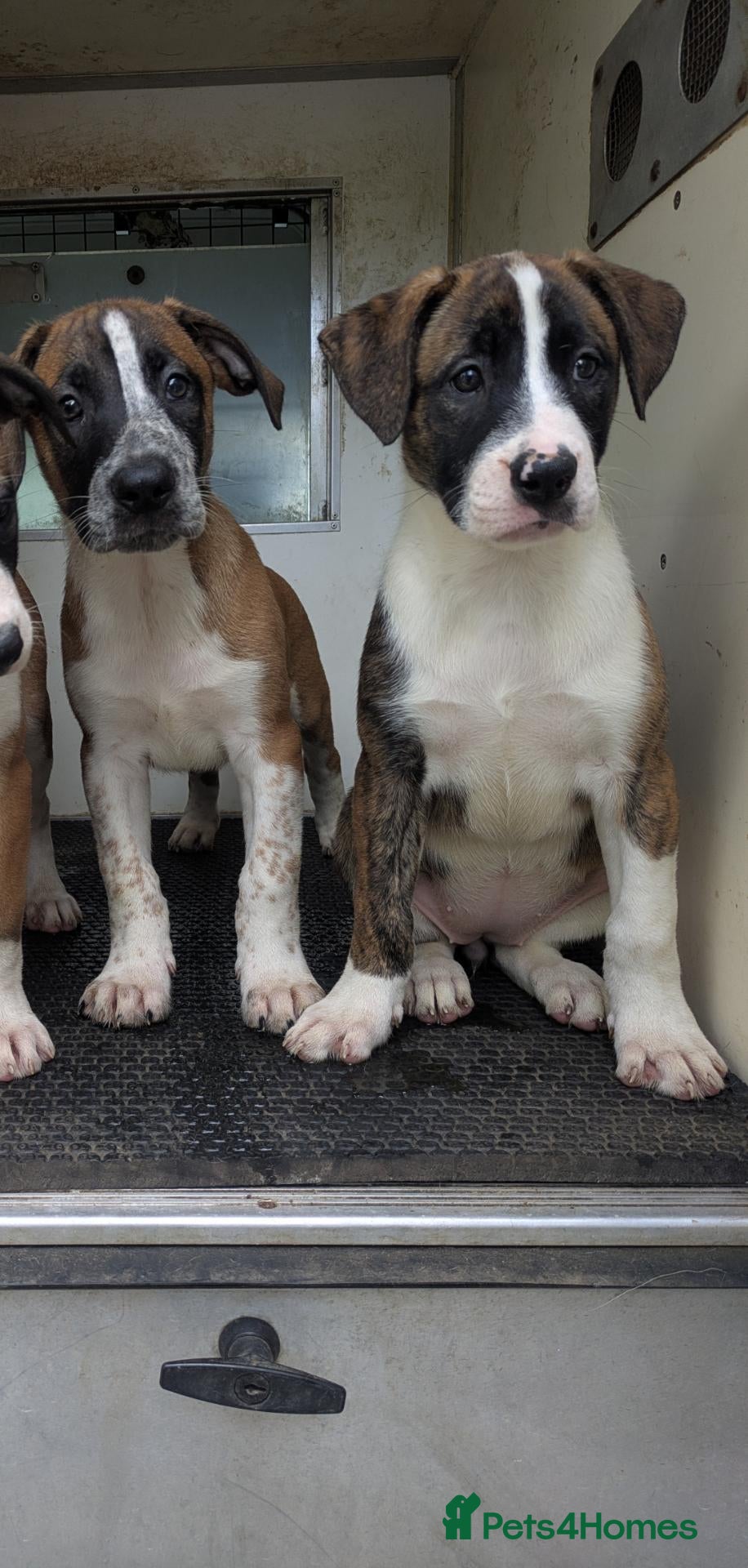 Mixed Breed dogs American bulldog x Belgian Malinois  - Advert 15