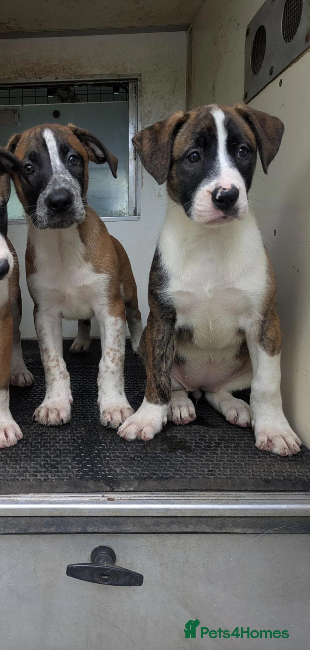 Mixed Breed dogs for sale: American bulldog x Belgian Malinois  - Advert 2