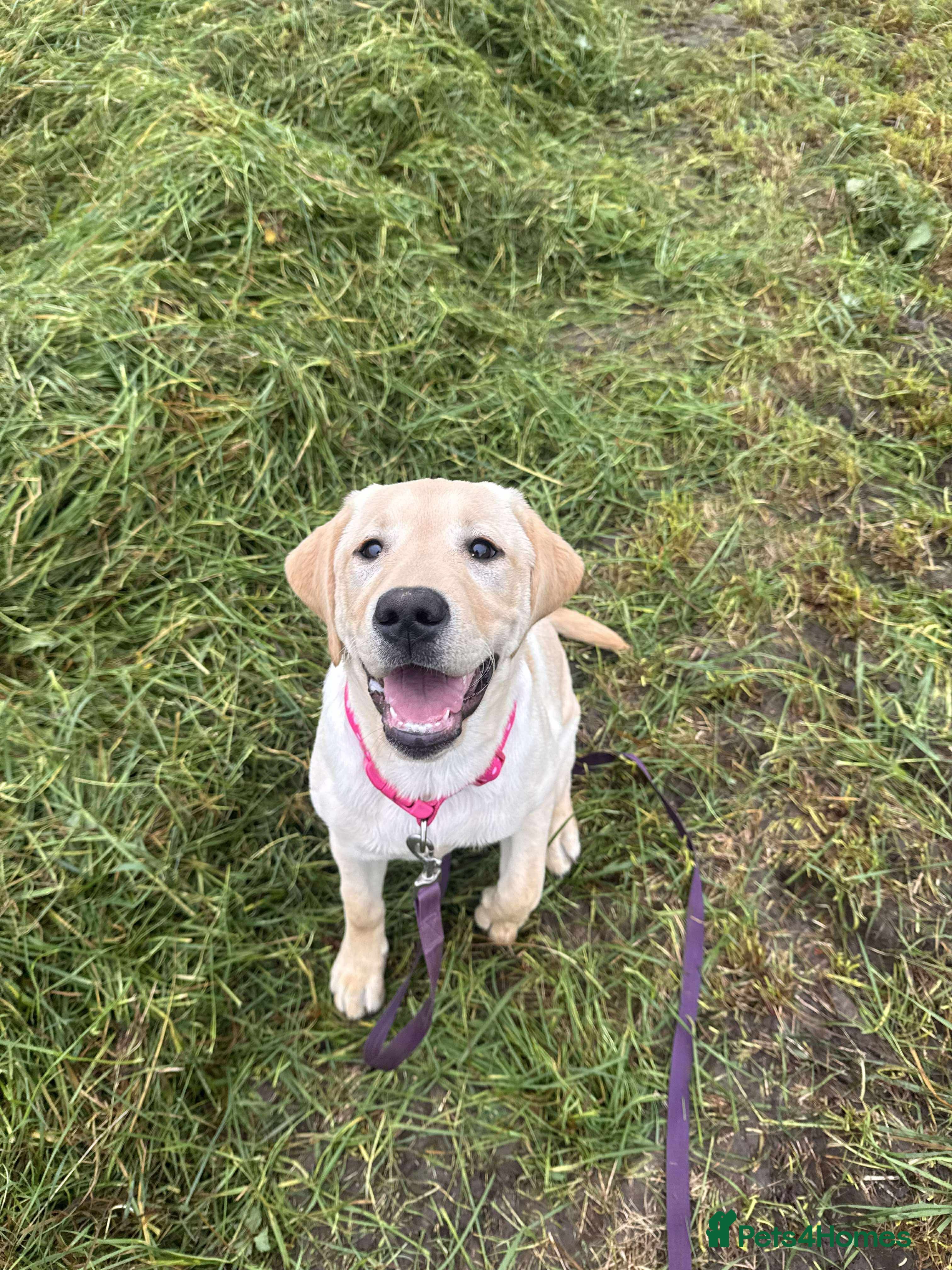 Labrador Retriever dogs Yellow Labrador  - Advert 2