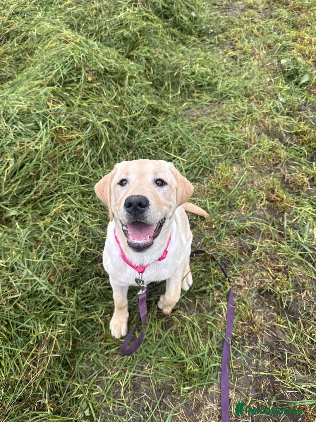 Labrador Retriever dogs for sale: Yellow Labrador  - Advert 1