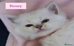 Ragdoll cats for sale: Beautiful Gccf registered ragdolls. - Image 5