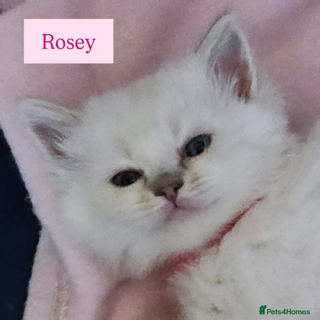 Ragdoll cats for sale: Beautiful Gccf registered ragdolls. - Image 5