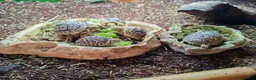 Tortoise reptiles for sale: Leopard tortoise hatchlings - Advert 5