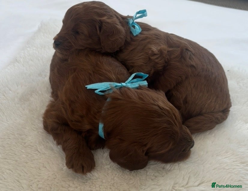 Cavapoo dogs Extensively Health Tested Toy Deep Red Cavapoos - Advert 10