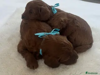 Cavapoo dogs Extensively Health Tested Toy Deep Red Cavapoos - Advert 10