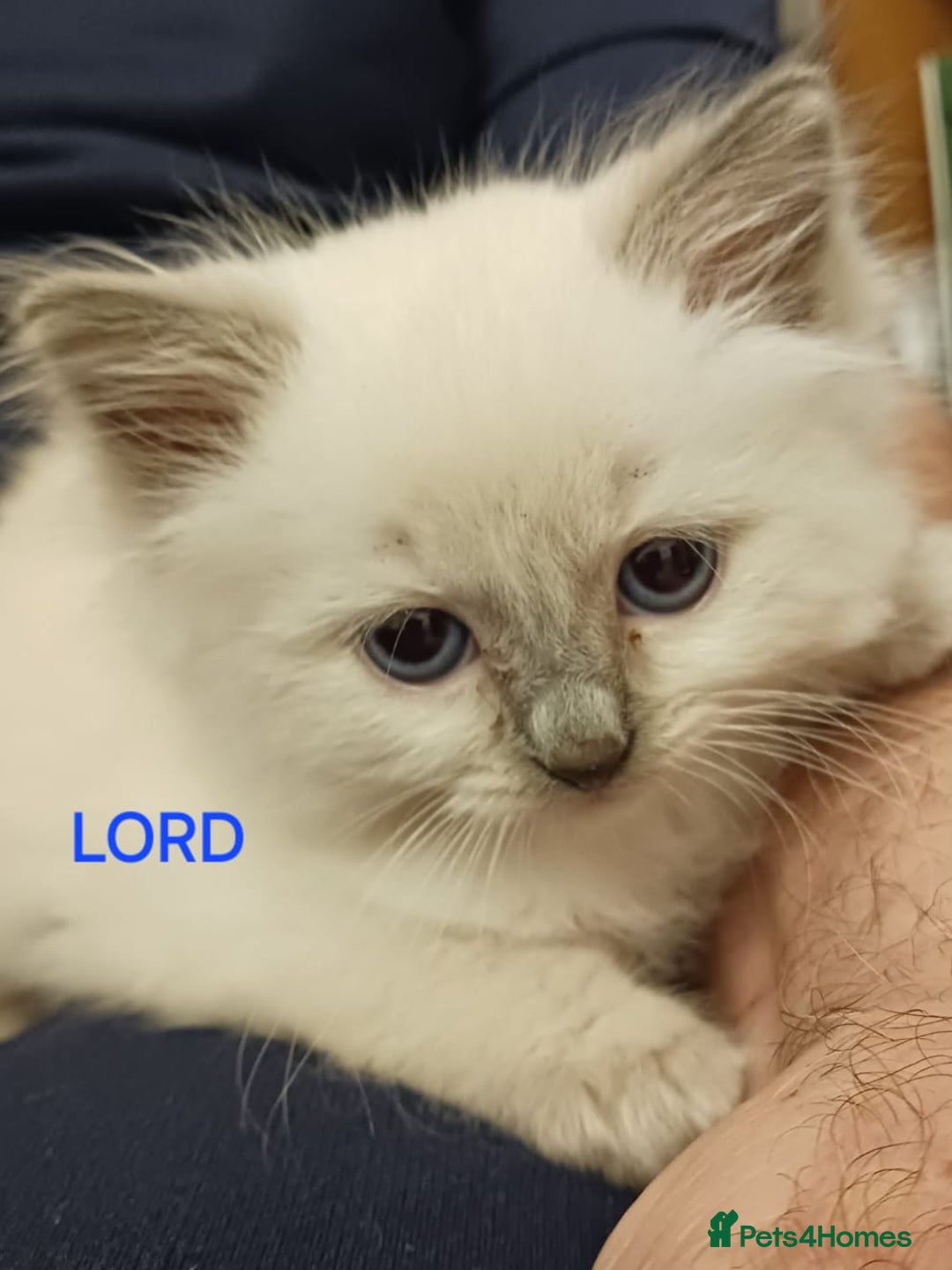 Ragdoll cats for sale: CUTE BLUE C/P RAGDOLL KITTENS  - Advert 6