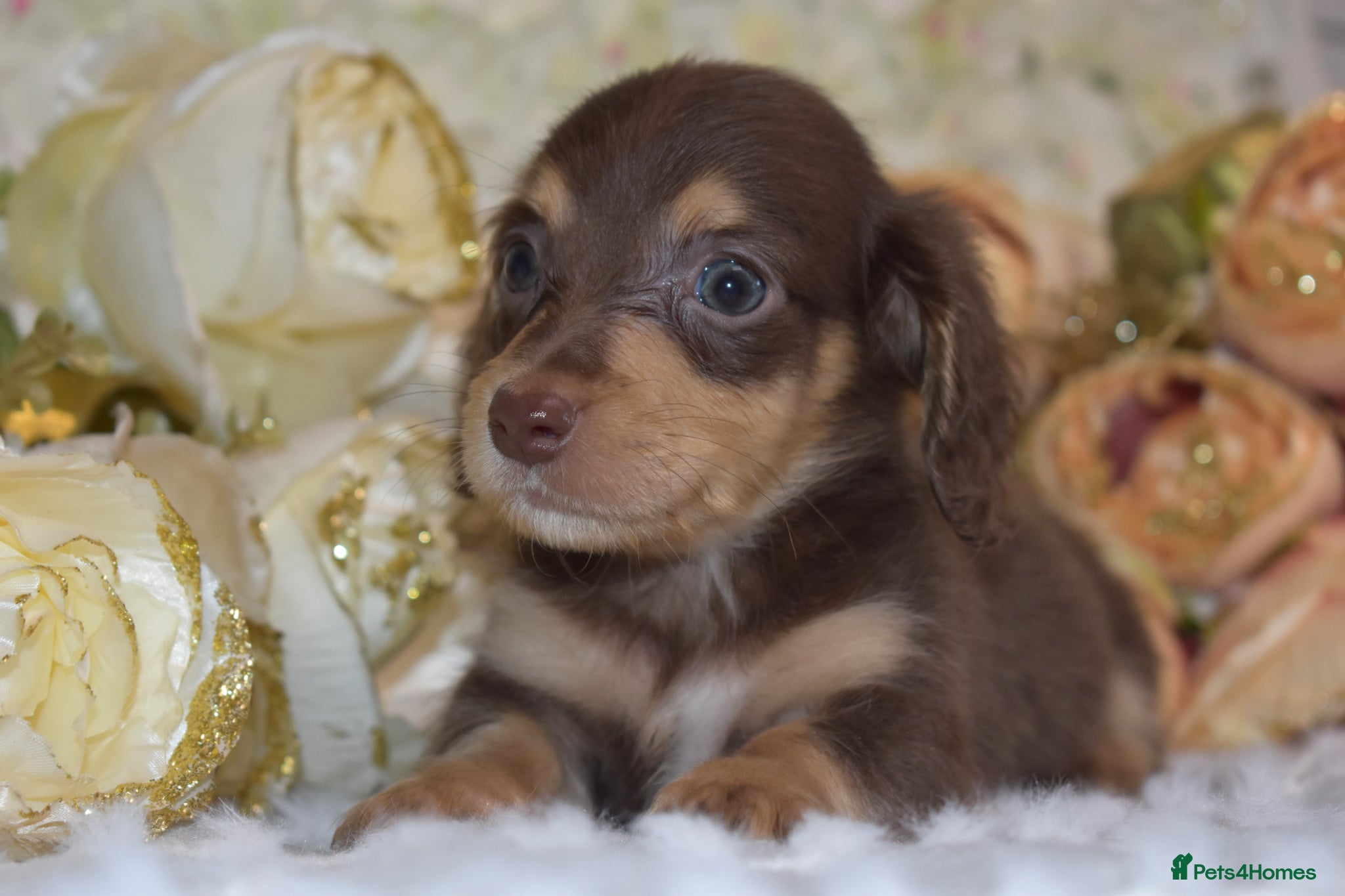 Miniature Dachshund dogs KC Long Coat Miniature Dachshund Puppies - Advert 1