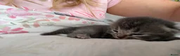 British Shorthair cats for sale: British shorthair /russian blue kittens  - Advert 34