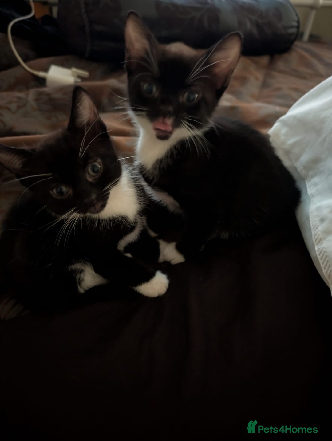 British Shorthair cats for sale: 2 male kittens ready for their new home - Advert 8