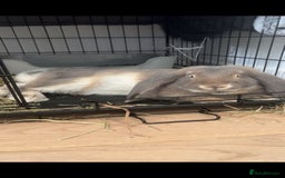 French Lop rabbits for sale: Hazel  - Image 3